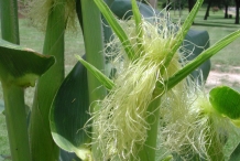 Corn-silk-4