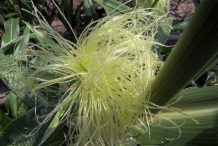 Corn-silk-5