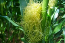 Corn-silk-6