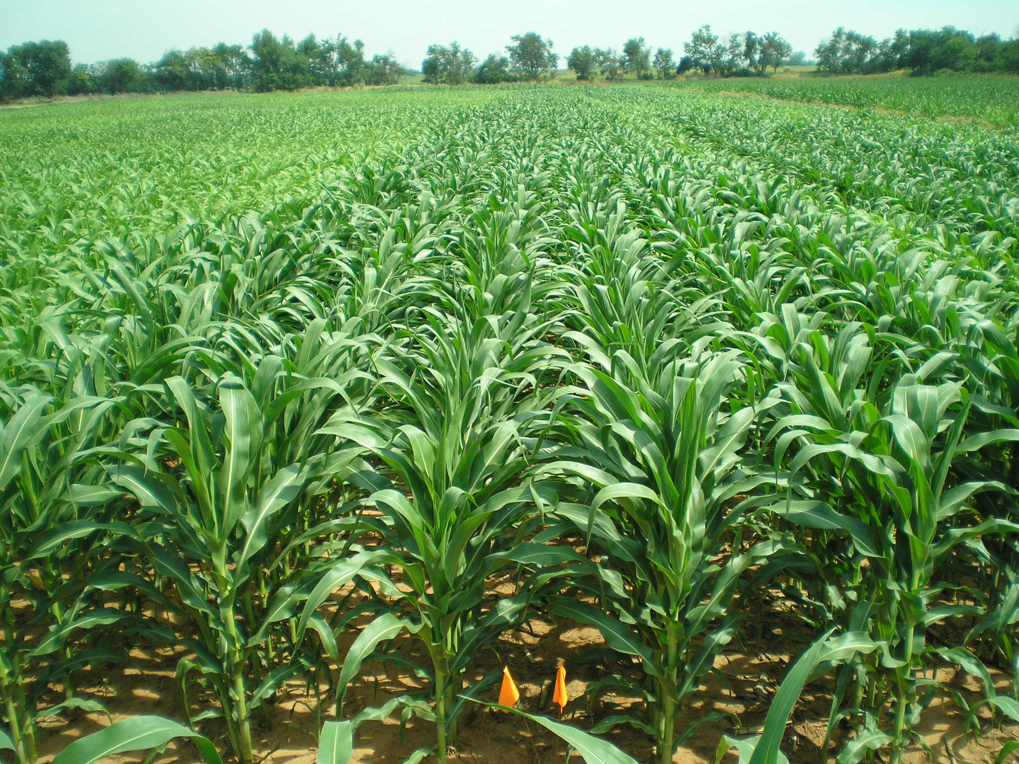 Corn-farm