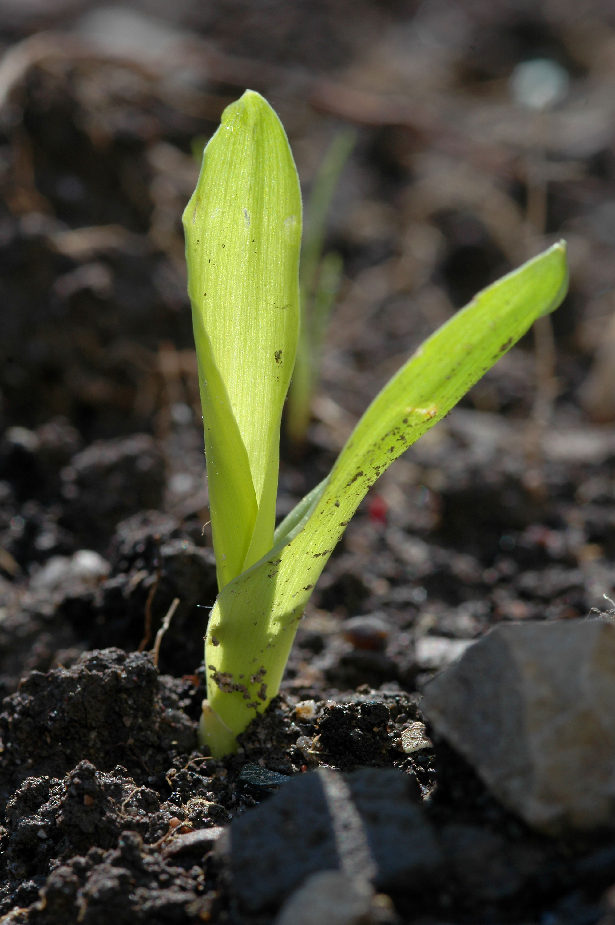 Seedlings-of-Corn