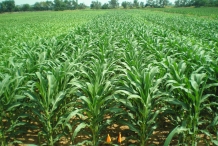 Corn-farm