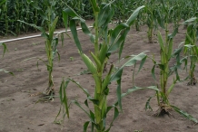 Corn-plant