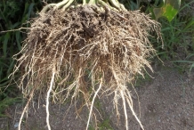 Corn-root