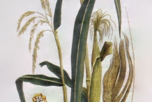 Plant-illustration-of-Corn