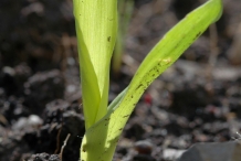 Seedlings-of-Corn