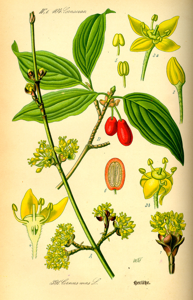 Illustration-of-Cornelian-Cherry-plant