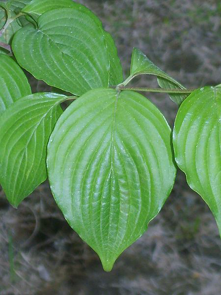 Leaves-of-Cornelian-Cherry-plant
