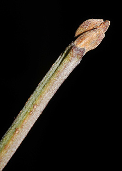 Twig-of-Cornelian-Cherry-plant