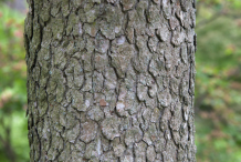 Bark-of-Cornelian-Cherry-plant