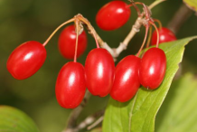 Cornelian-Cherry
