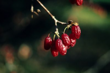 Dried-fruit-on-the-plant