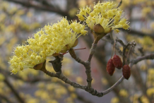 Flower-of-Cornelian-Cherry-plant