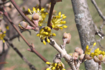 Flowering-buds-of-Cornelian-Cherry-plant