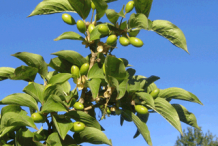 Green-Cornelian-Cherry