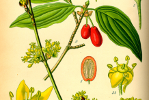 Illustration-of-Cornelian-Cherry-plant