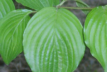 Leaves-of-Cornelian-Cherry-plant
