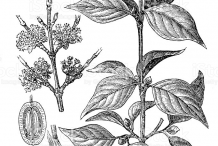 Sketch-of-Cornelian-Cherry-plant