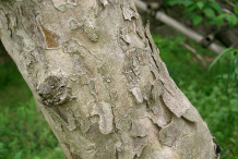 Trunk-of-Cornelian-Cherry-plant