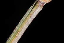 Twig-of-Cornelian-Cherry-plant