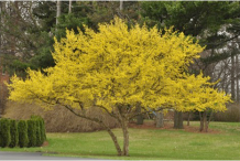 Whole-Cornelian-Cherry-plant