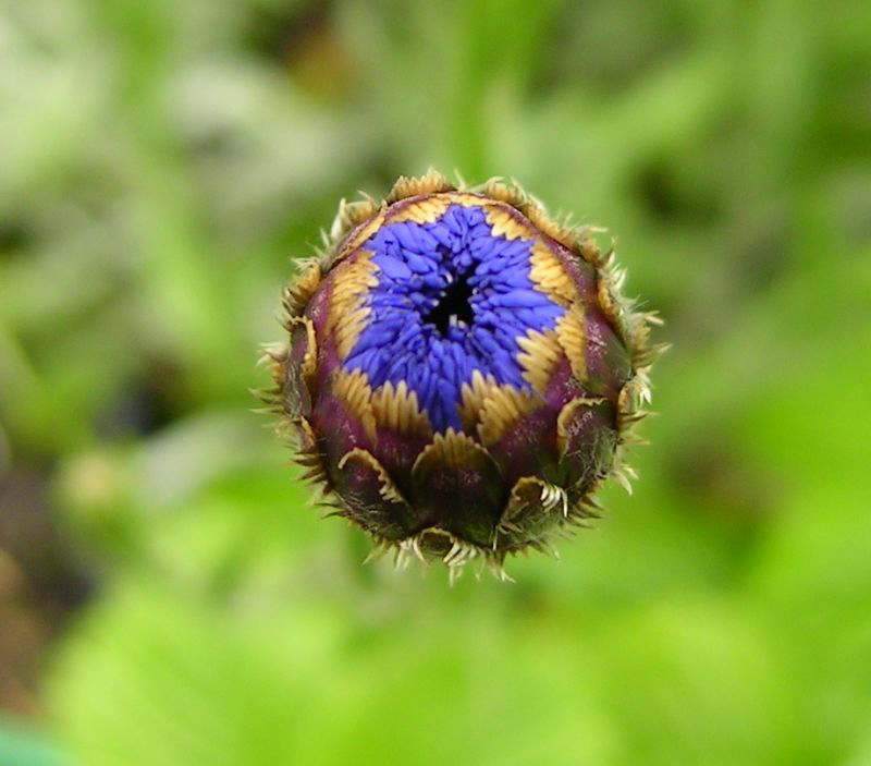 Cornflower-bud