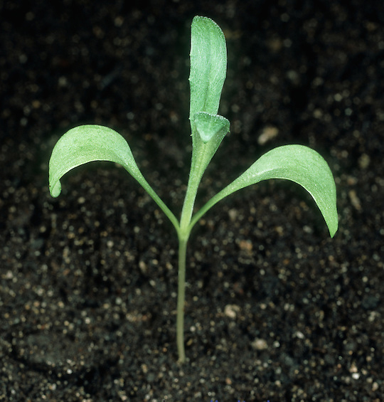 Cornflower-seedling