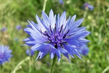 Close-view-of-Cornflower