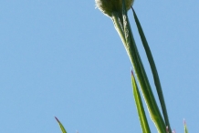 Cornflower-bud-and-stalk
