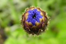 Cornflower-bud