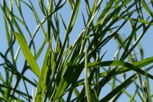 Cornflower-leaves