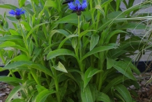 Cornflower-plant