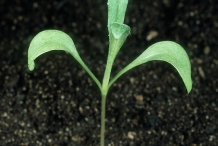 Cornflower-seedling