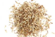 Cornflower-seeds