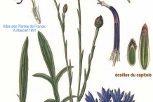 Illustration-of-Cornflower