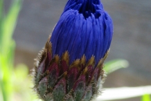 Opening-Cornflower