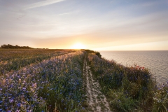 Cornflower-field