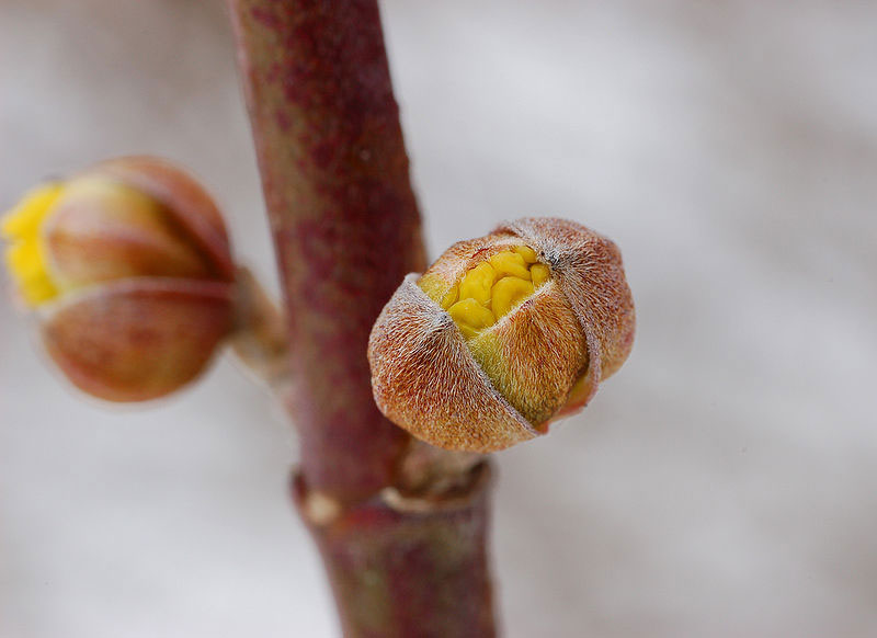Flowering-buds-of-Cornus-mas