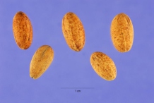 Seeds-of-Cornus-mas