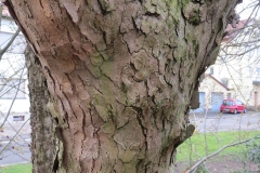 Bark-of-Cornus-mas