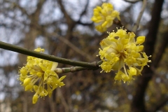 Closer-view-of-Flowers-of-Cornus-mas