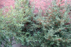 Cornus-mas-Plant
