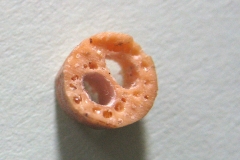 Cross-section-of-Cornus-mas-seed