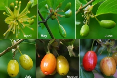 Developing-fruits-of-Cornus-mas