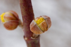 Flowering-buds-of-Cornus-mas
