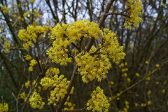 Flowers-of-Cornus-mas