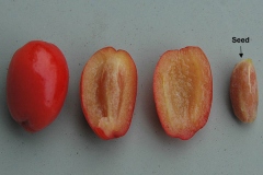 Fruit-and-its-seed-of-Cornus-mas