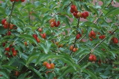 Fruiting-branches-of-Cornus-mas