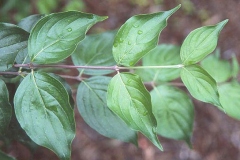 Leaves-of-Cornus-mas
