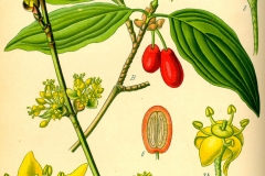 Plant-Illustration-of-Cornus-mas